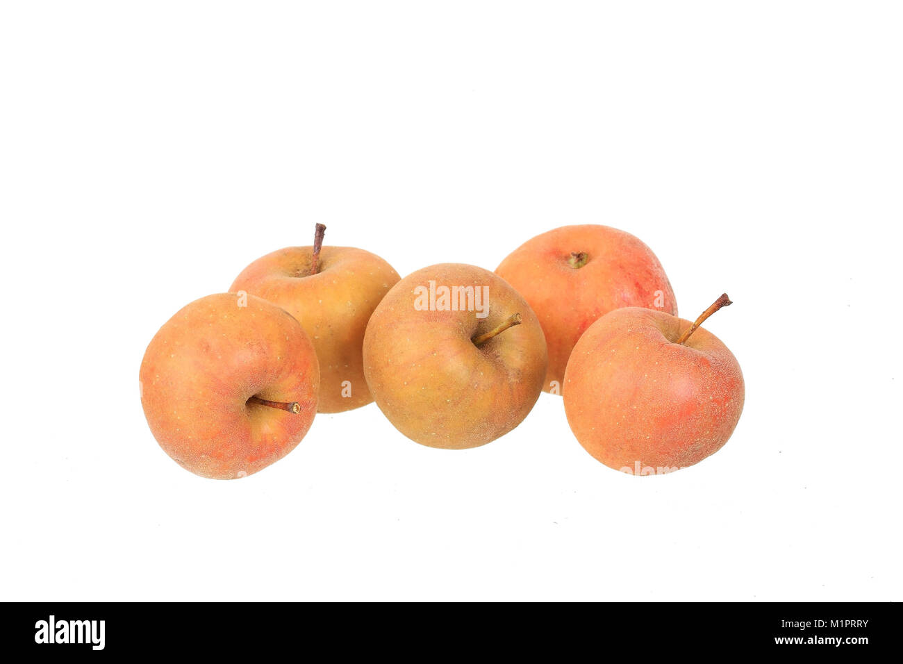 Apple Vielzahl Karpfen utin, Zeit - kelter Websites geehrt, die meisten Standorte für die Herstellung von Apfelwein, Apfelsorte, - Keltersorte Carputin, Mostsorte Stockfoto