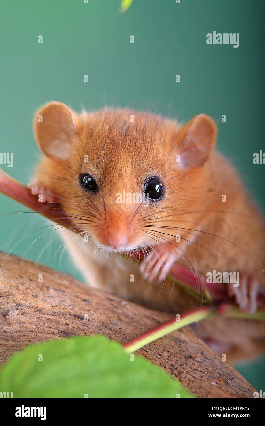 Siebenschläfer Muscardinus Avella Arius in eine Himbeere Strauch, Muscardinus avellanarius Haselmaus in einem Himbeerstrauch Stockfoto