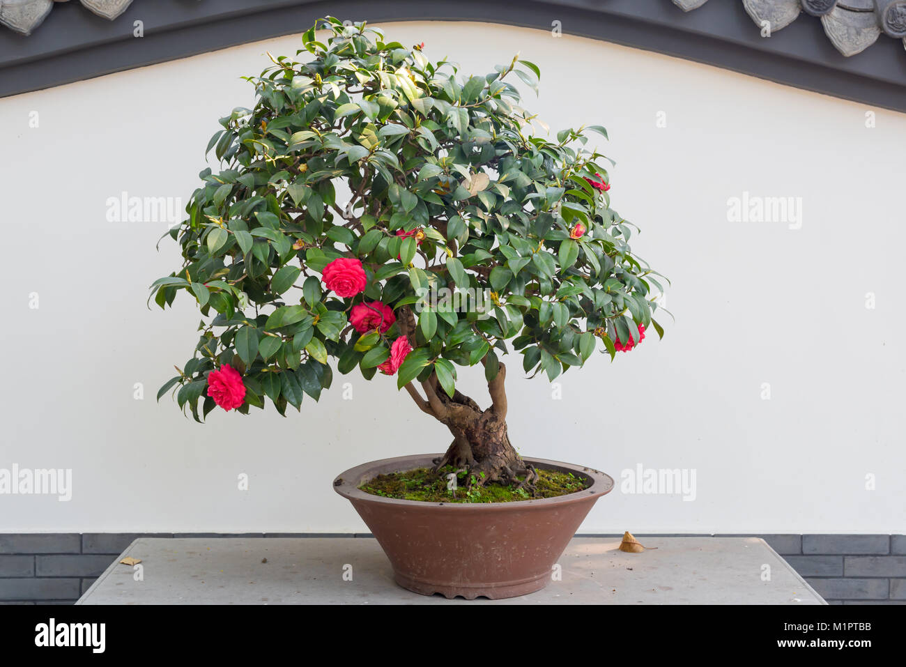 Rose bonsai gegen weiße Wand in China Stockfotografie - Alamy