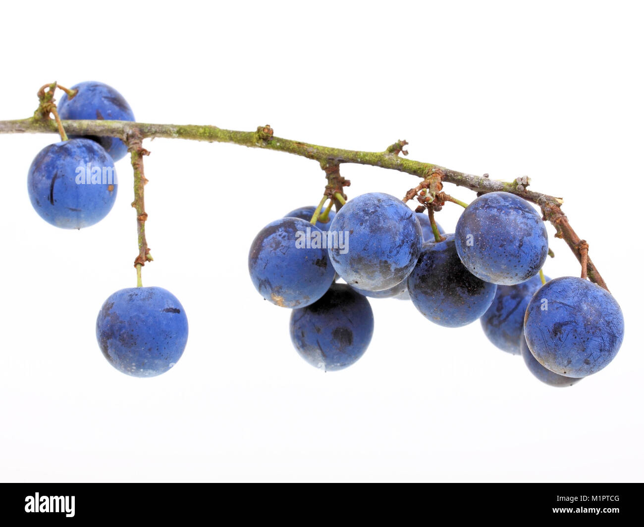 Früchte oder Beeren der Schlehdorn Prunus Spinosa, Schlehe, Schlehen, hinterer Wirbelsäule oder Black Thorn. Platten., Früchte oder Beeren des Schlehdorn Stockfoto