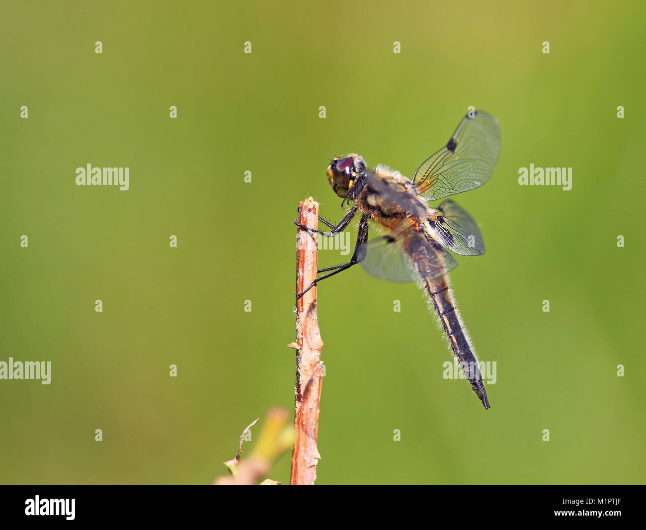 Punkt vier Libelle Libellula quadrimaculata auf einen Sitzplatz warten. Vierflecklibelle, Libellula quadrimaculata in einer Sitzwarte. Stockfoto