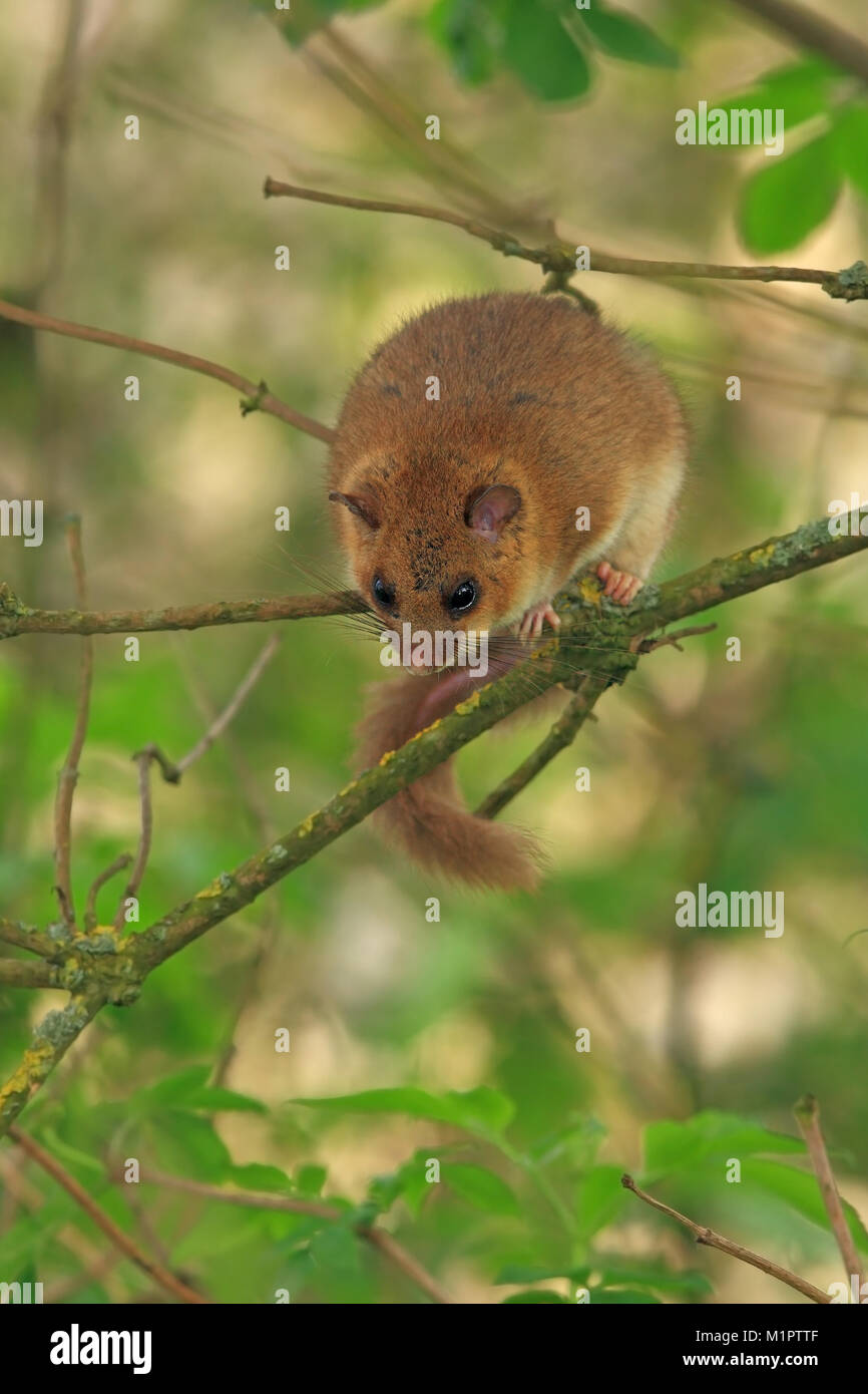 Siebenschläfer Glis Glis sitzt an einem Baumstamm., Siebenschläfer Glis glis sitzt ein einem Baumstamm. Stockfoto