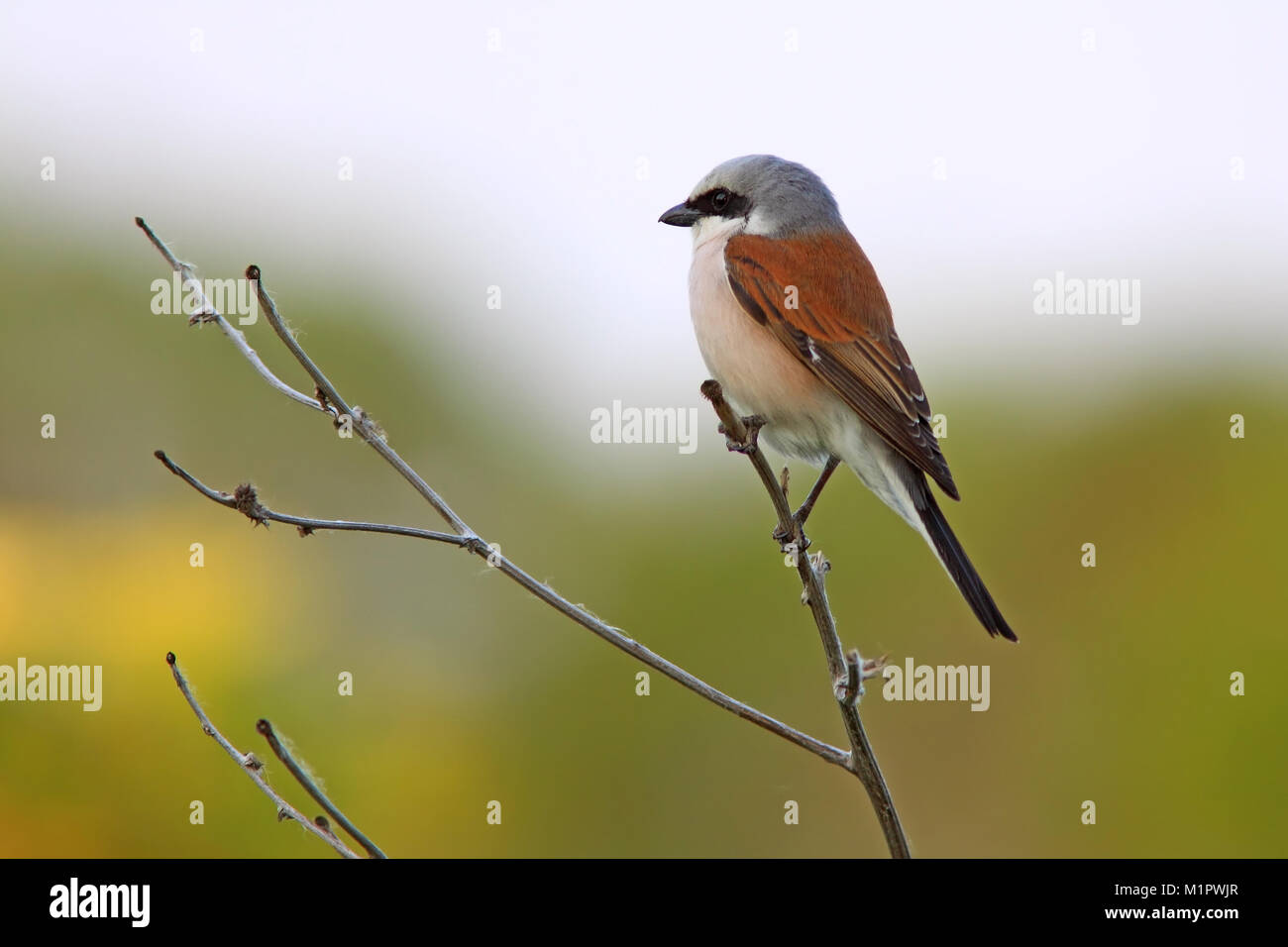 Neun Tote, Rotruckenwurger Lanius coll Uria, Männchen im Ansitz, Neuntöter, Rotrückenwürger Lanius colluria, Männchen auf Ansitz Stockfoto