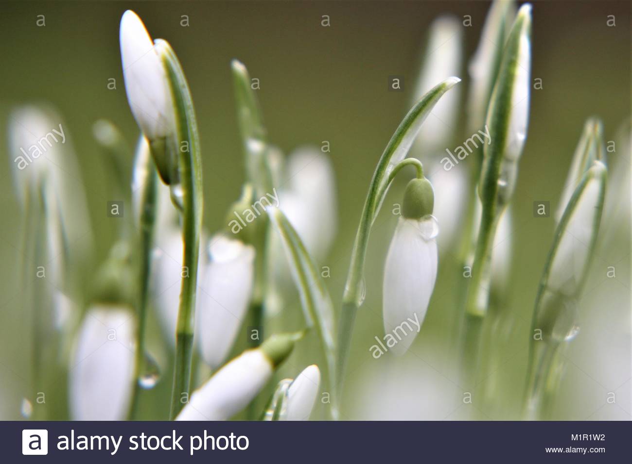 Erste frische Schneeglöckchen nach einem Winter Tauwetter in einem bayerischen Garten Stockfoto