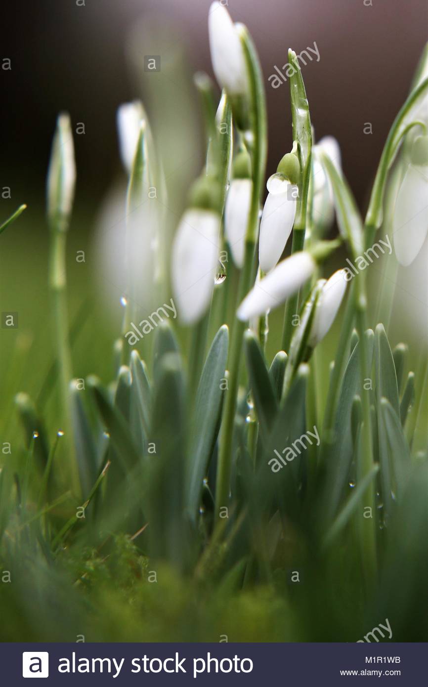Erste frische Schneeglöckchen nach einem Winter Tauwetter in einem bayerischen Garten Stockfoto