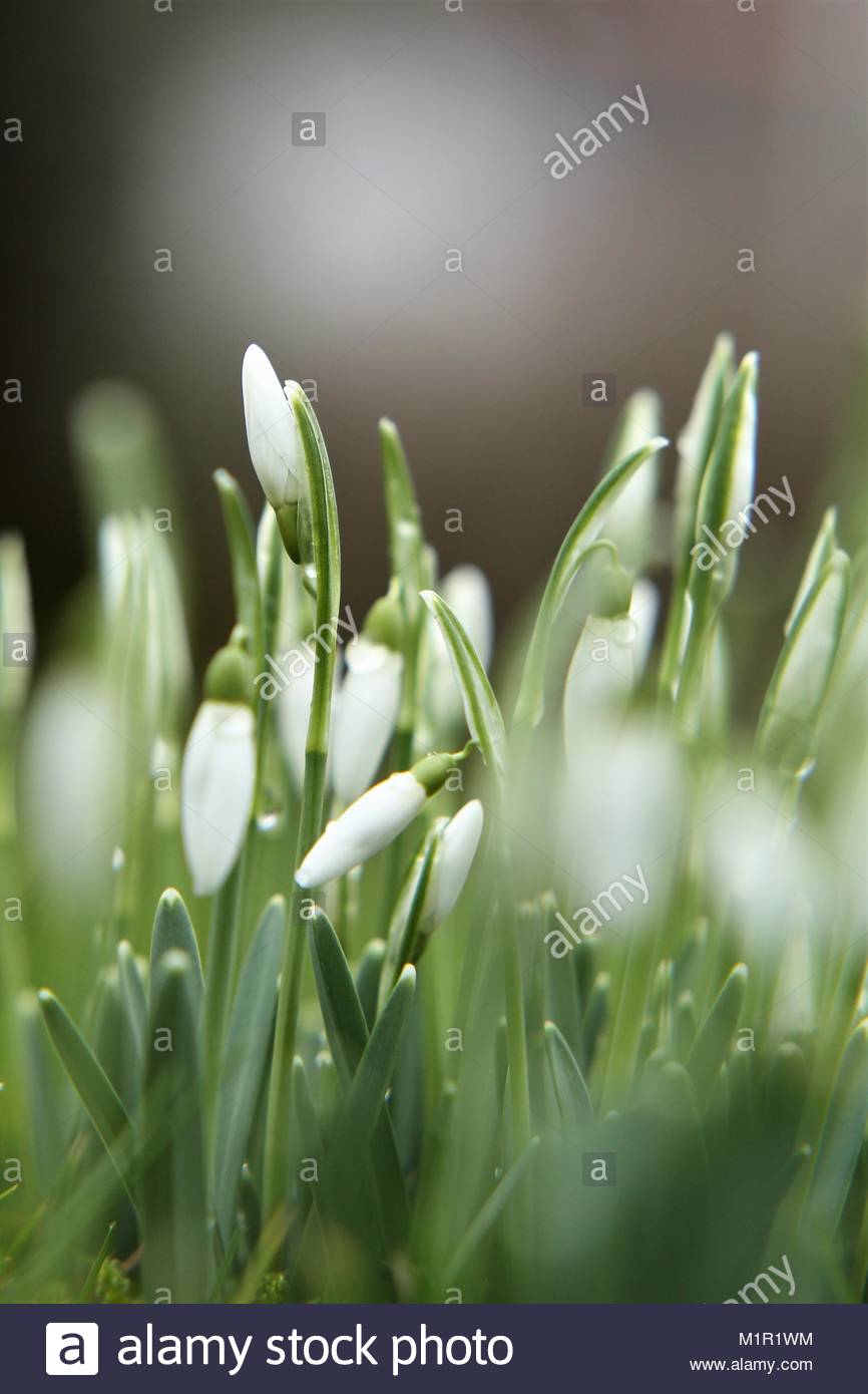 Erste frische Schneeglöckchen nach einem Winter Tauwetter in einem bayerischen Garten Stockfoto