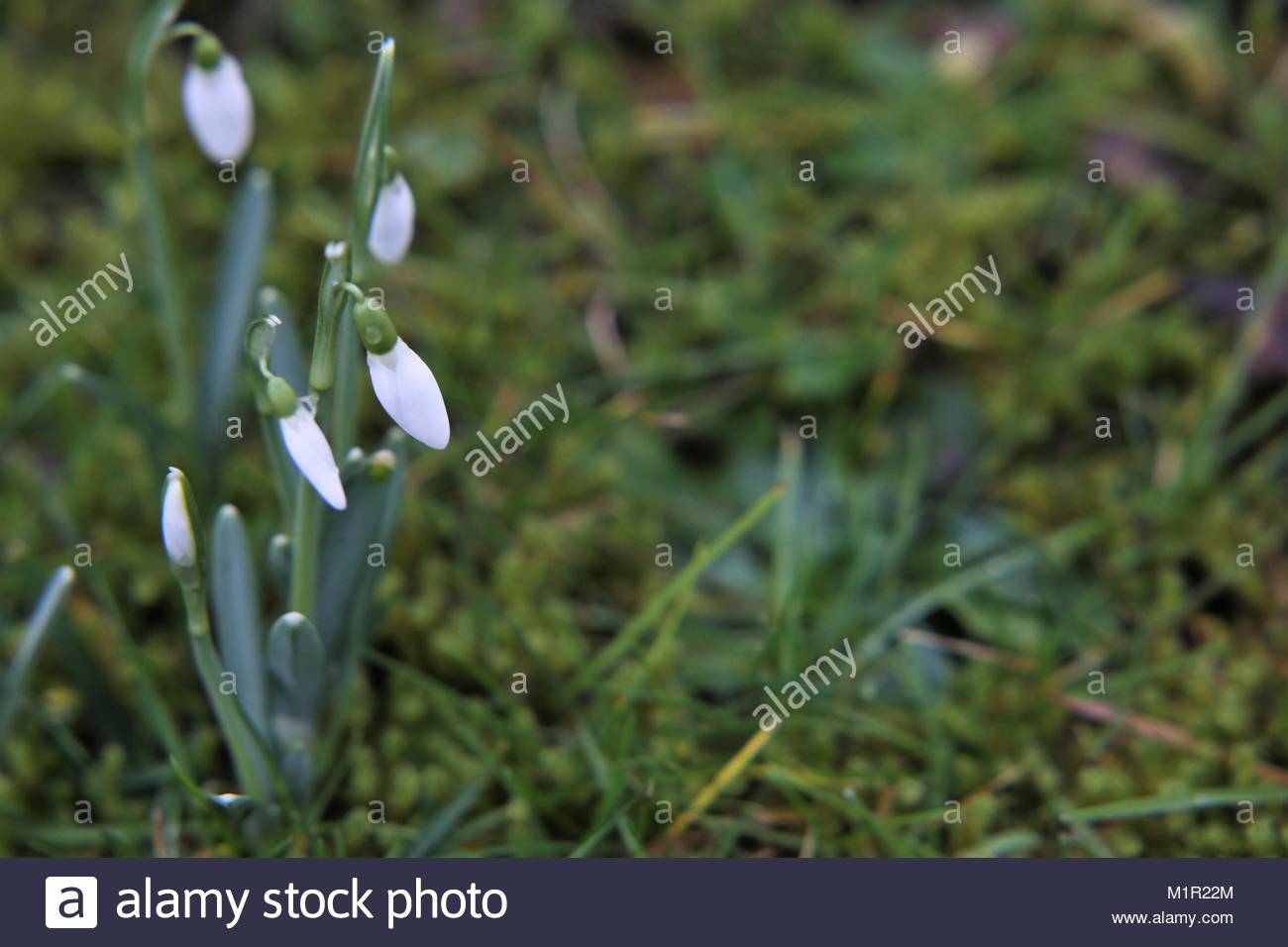 Erste frische Schneeglöckchen nach einem Winter Tauwetter in einem bayerischen Garten Stockfoto