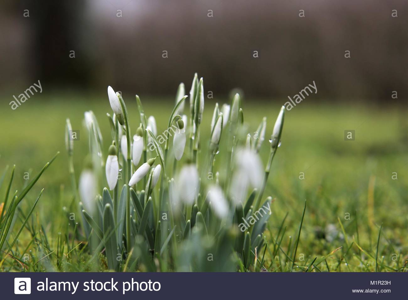 Erste frische Schneeglöckchen nach einem Winter Tauwetter in einem bayerischen Garten Stockfoto