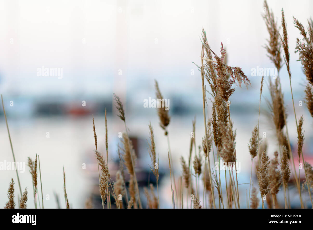 Schilf Meer Stockfoto