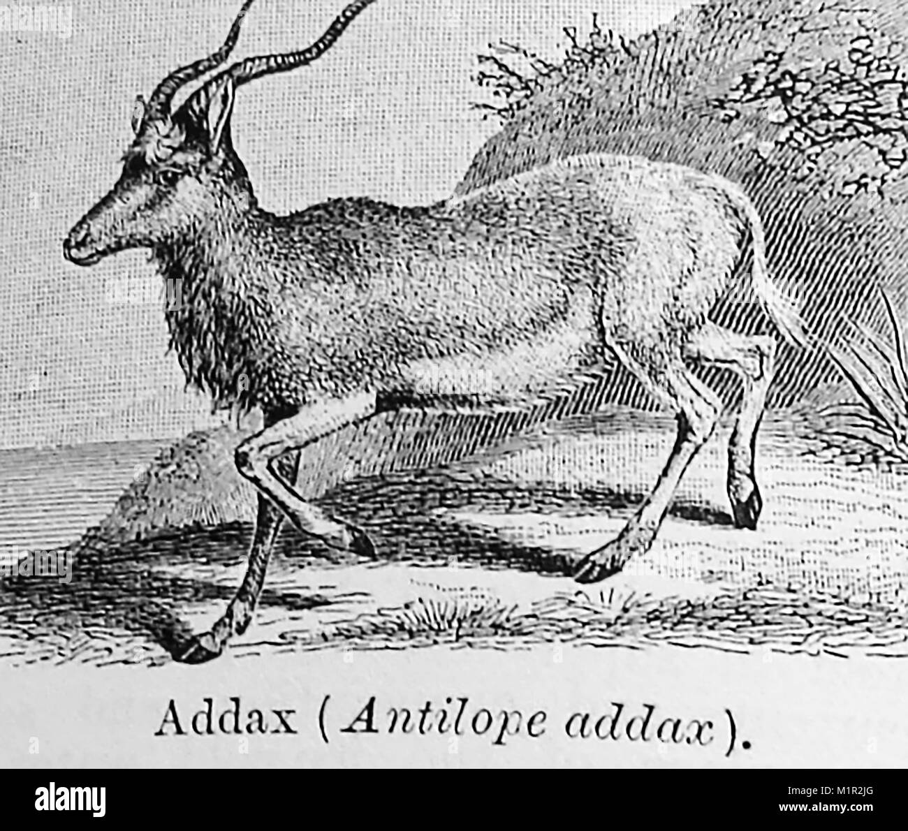 Ein 1889 Abbildung aus der Kammer Lexikon - Abbildung eines ADDAX Aka White oder Screwhorn Antilope (Antilope addax Addax nasomaculatus) oder () Stockfoto