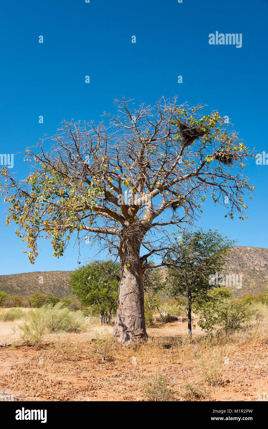 Afrikanische Affenbrotbaum Adansonia Digi Tata, Baobab, kaokoveld, Namibia, Betriebsprüfungen in Affenbrotbaum, Kaokoveld, Namibia Adansonia digitata Stockfoto