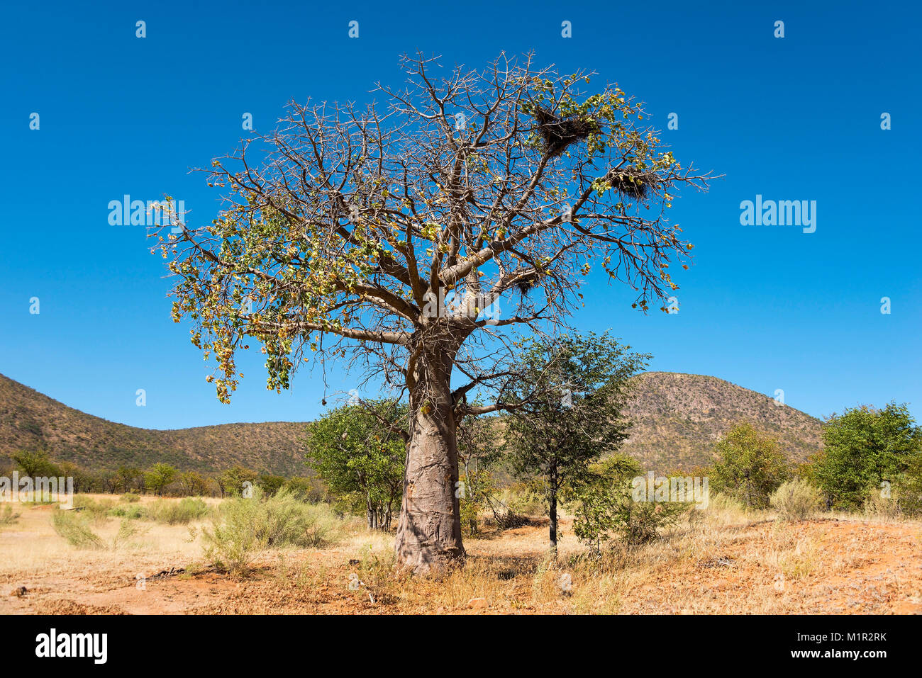 Afrikanische Affenbrotbaum Adansonia Digi Tata, Baobab, kaokoveld, Namibia, Betriebsprüfungen in Affenbrotbaum, Kaokoveld, Namibia Adansonia digitata Stockfoto
