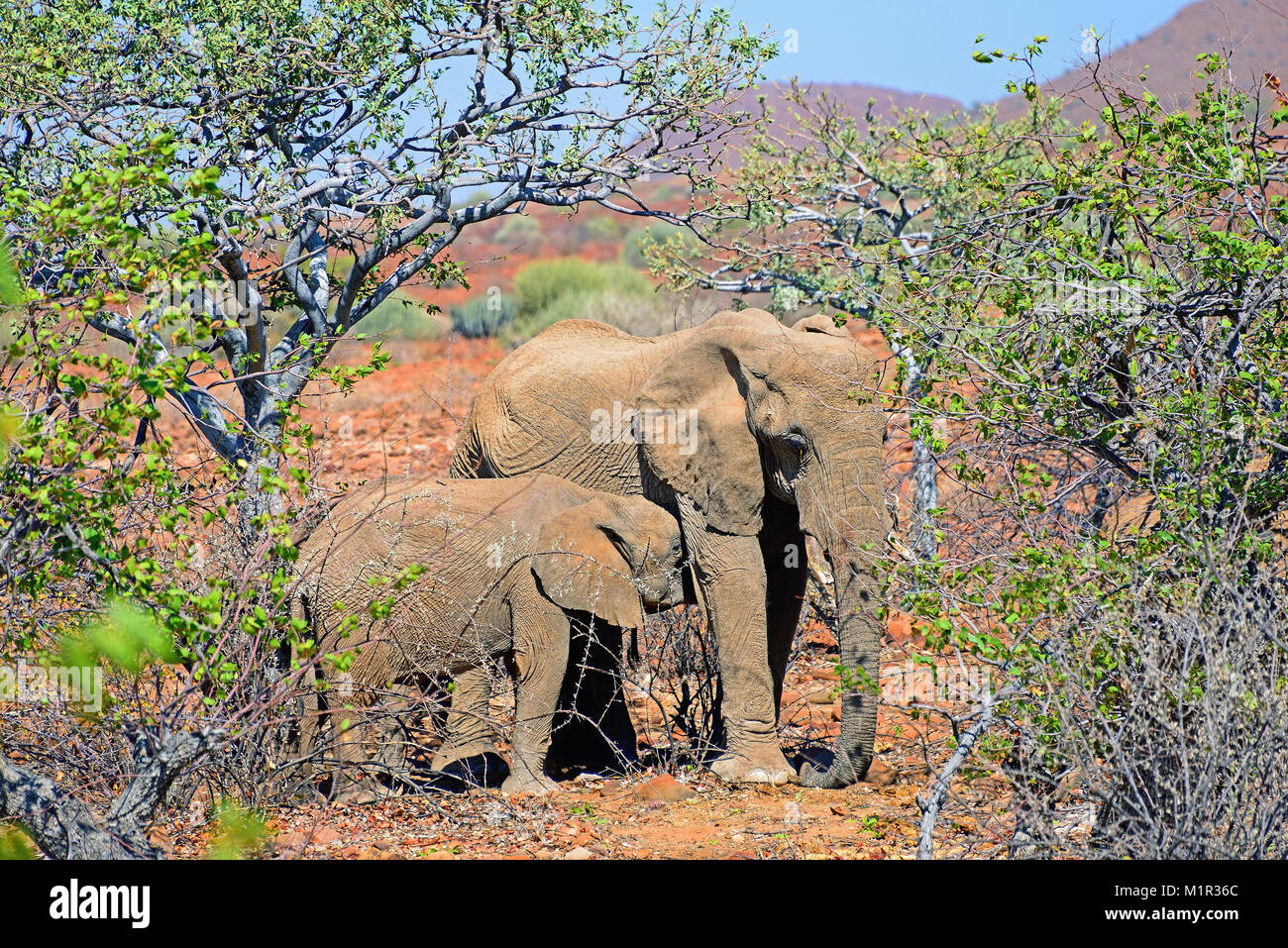 Betriebsprüfungen in Wuestenelefant, Damaraland, Namibia Wüstenelefant, Loxodonta Africana Stockfoto