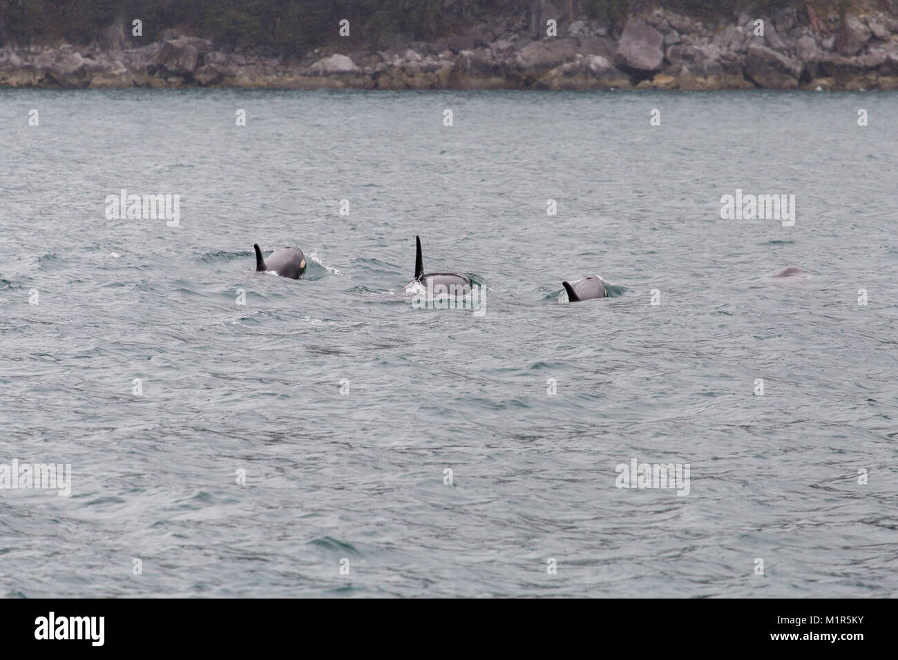 Einige Orcas in der Resurrection Bay in Alaska. Stockfoto