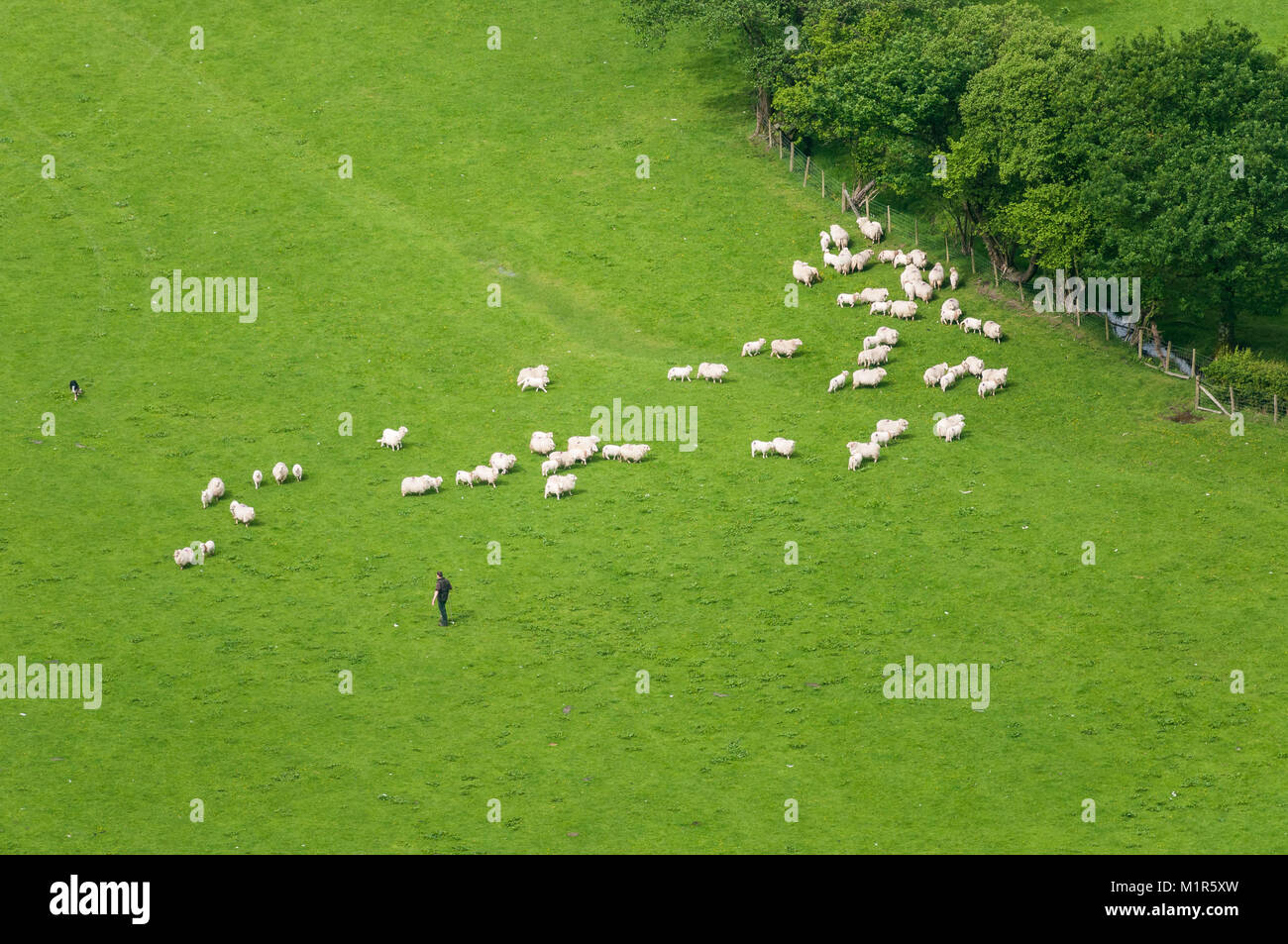 Eine Antenne erhöhten Blick auf ein Bauer und seine Schafe Hund hüten Schafe durch ein Feld in einem Tag Sommer, Wales, Großbritannien Stockfoto
