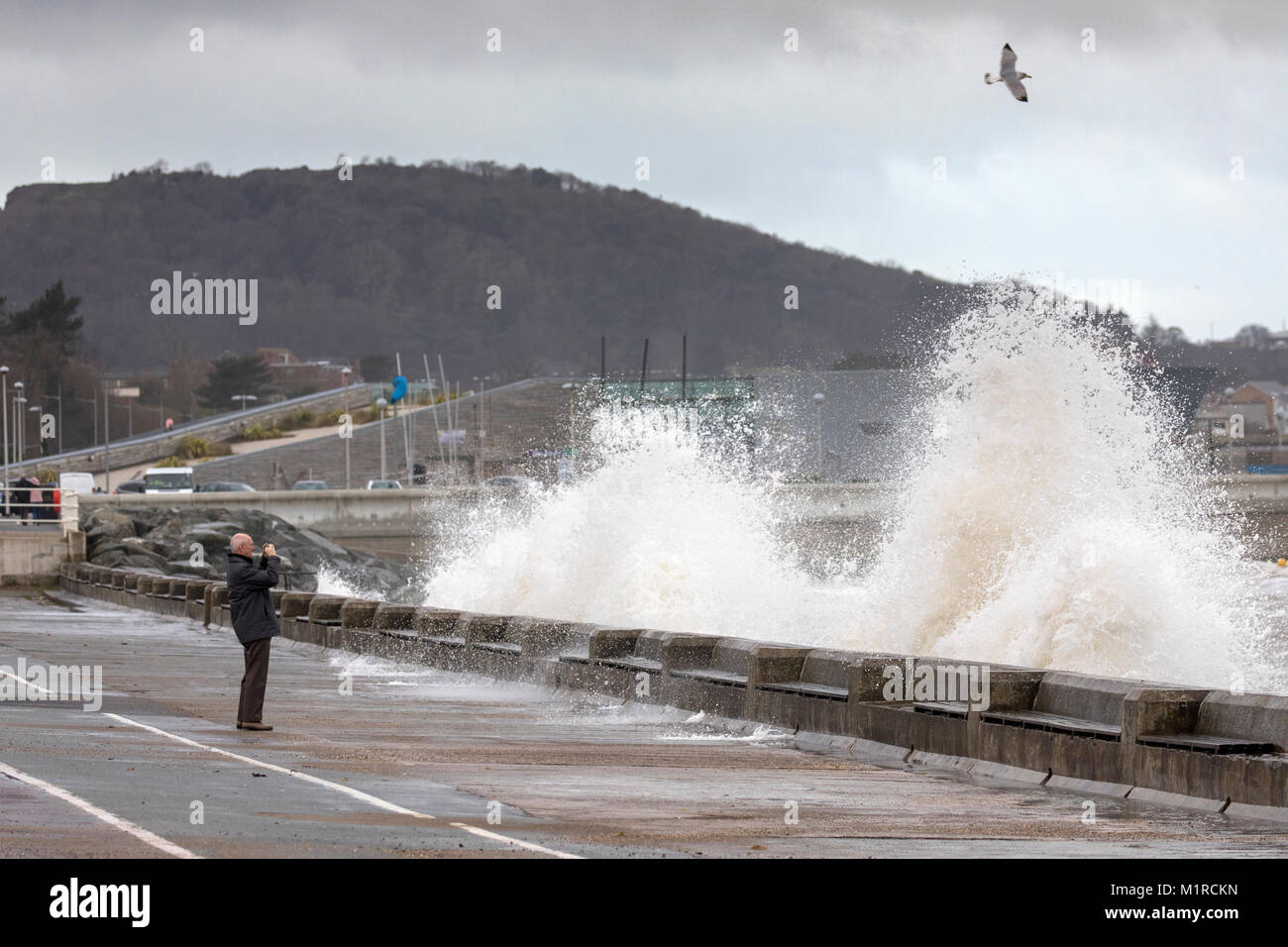 Colwyn Bay, Conwy County, Wales, Großbritannien, 1. Februar 2018, UK Wetter: Kalt mit Flut und windigem Wetter haben ideale Bedingungen für natürliche Ressourcen Wales Hochwasserwarnungen für die North Wales Küste einschließlich Colwyn Bay. Eine Person, die Bilder von den riesigen Wellen entlang der Promenade von Colwyn Bay als riesige Wellen Teig der Küstenort mit Hochwasserwarnungen, Conwy County, Wales © DGDImages/Alamy leben Nachrichten Stockfoto