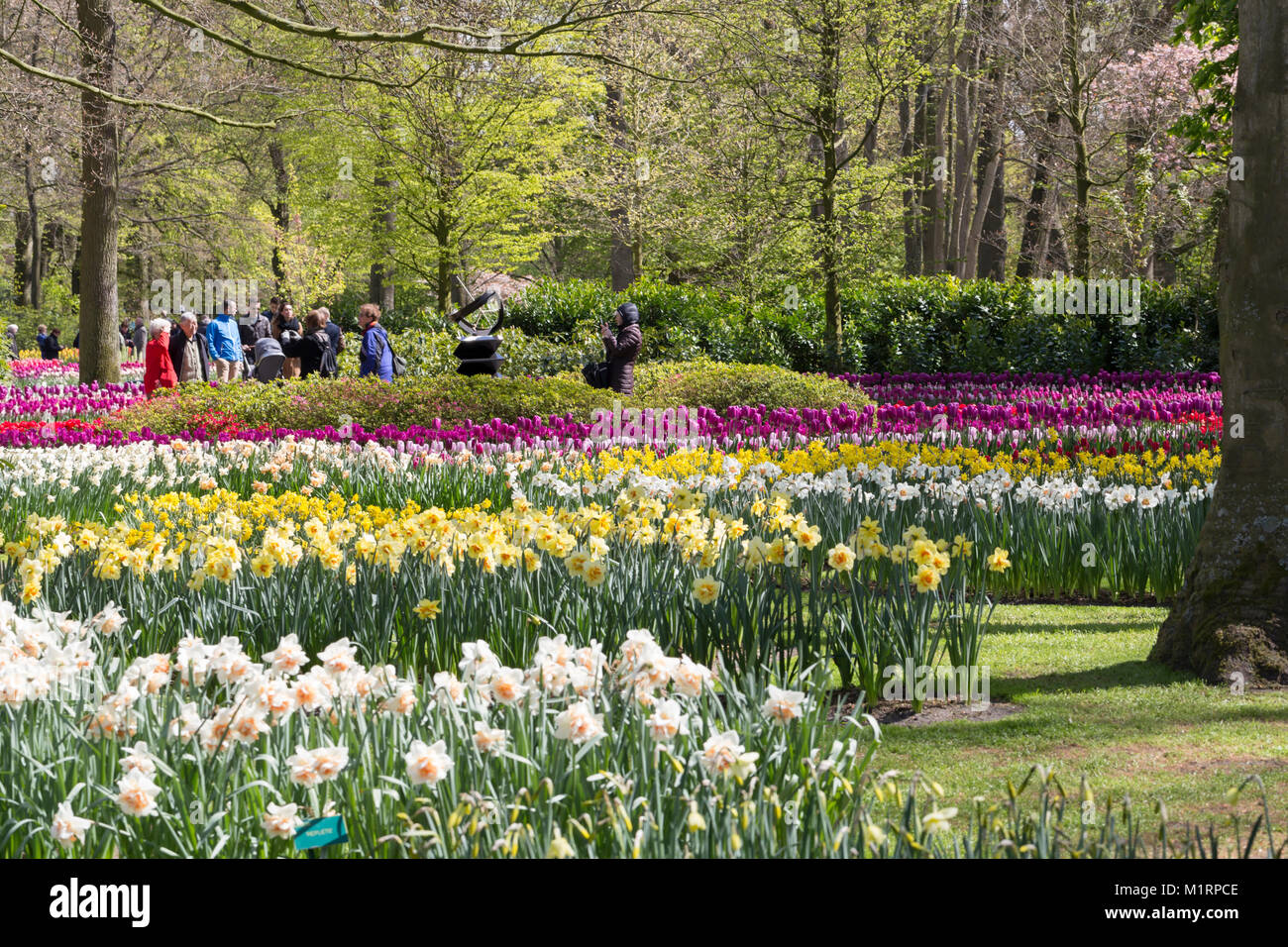 Besucher genießen die angesammelten Anpflanzungen der Frühling Birnen im Keukenhof Gärten Stockfoto