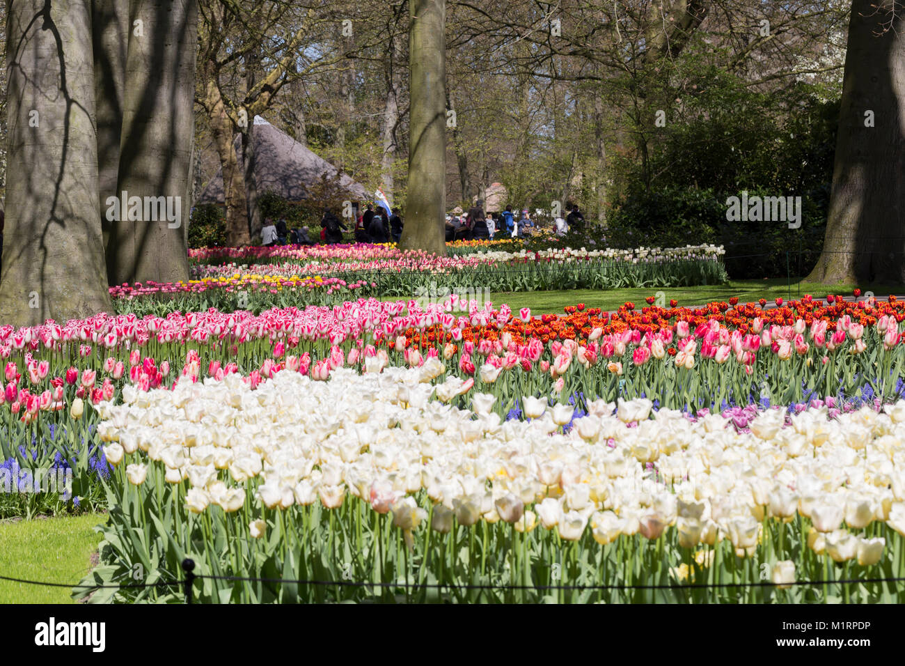 Rote und gelbe Tulpen in Masse Anpflanzungen Stockfoto