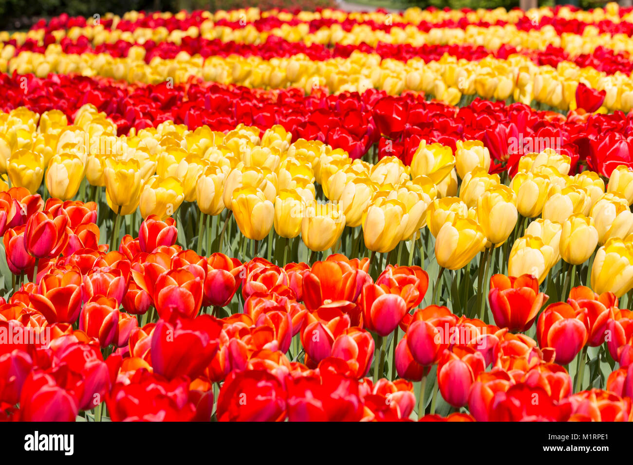 Rote und gelbe Tulpen in Masse Anpflanzungen Stockfoto