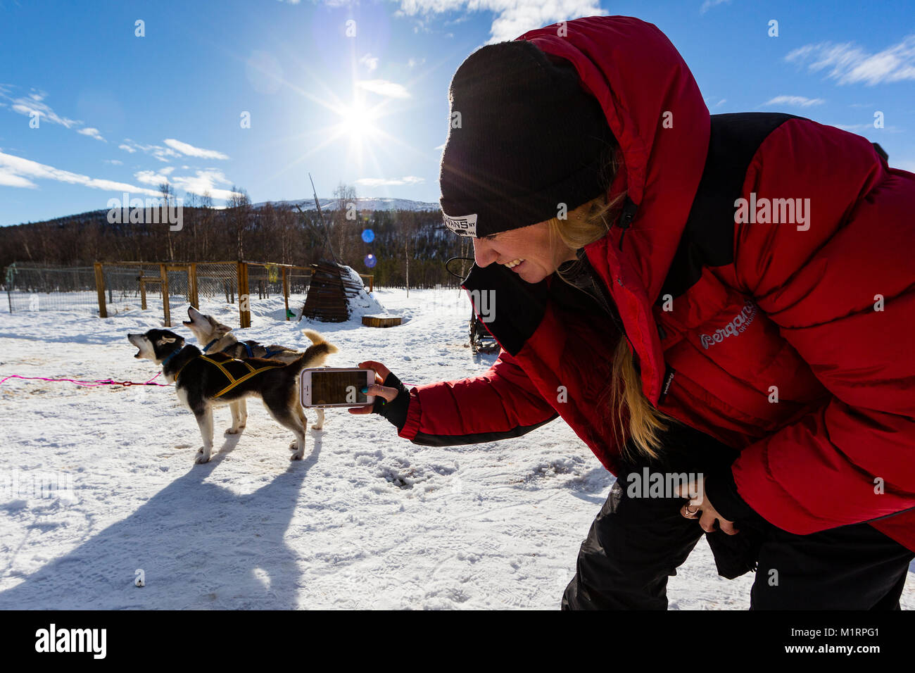 Overbygd, Norwegen. Annika Summerson fotografieren Hundeschlitten Hunde im sonnigen Bedingungen im Winter Stockfoto