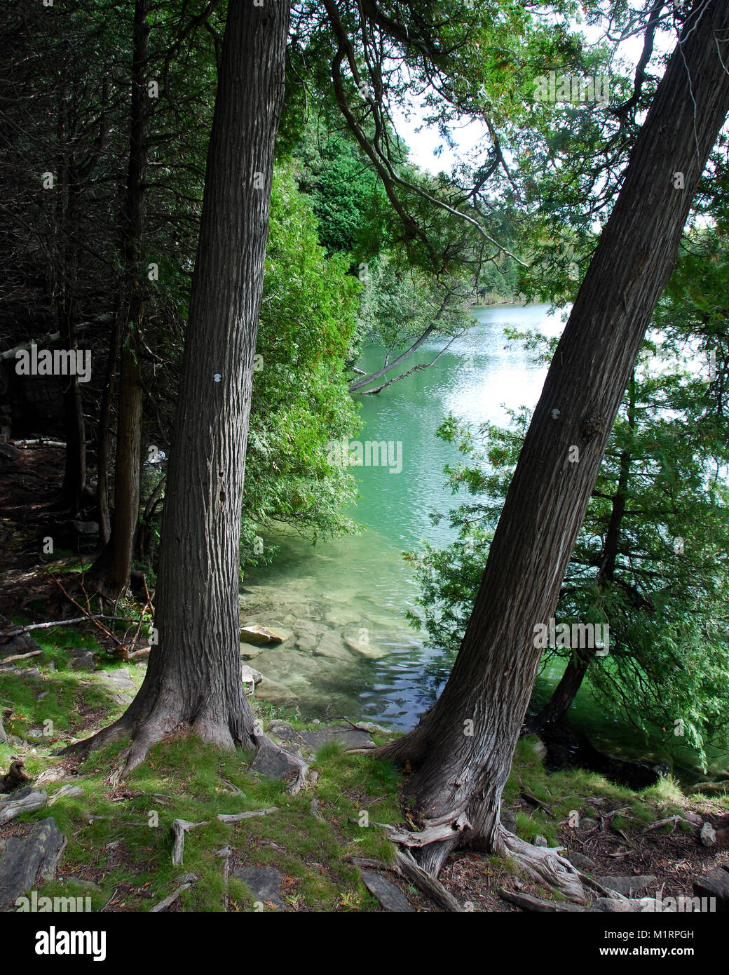 Auf der Suche durch die Bäume bei Crawford Lake in Ontario, Kanada. Stockfoto