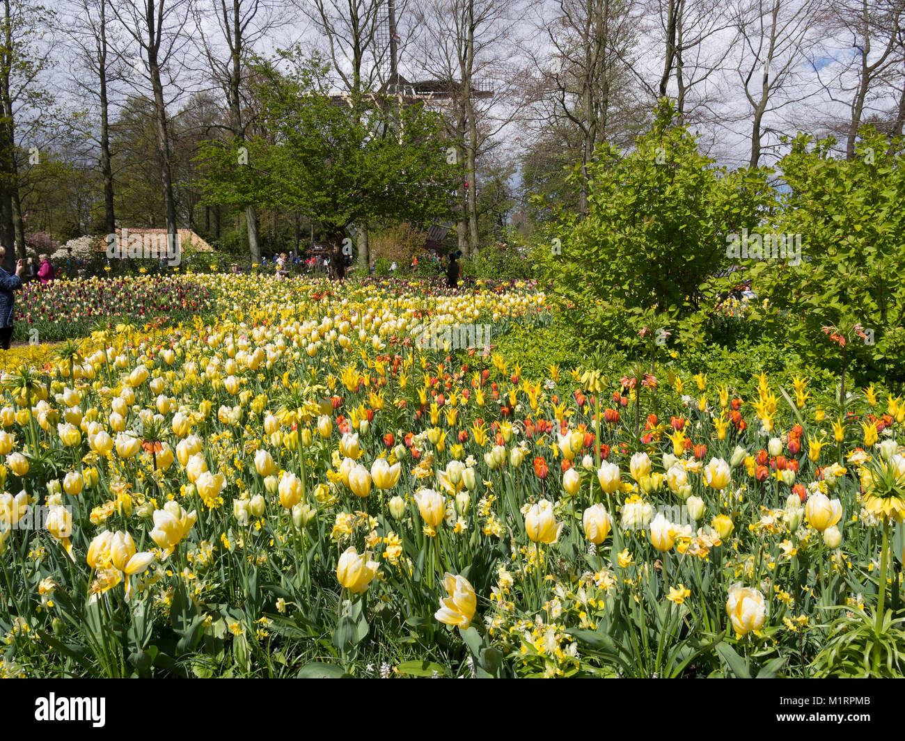 Masse Pflanzungen von Tulpen und Blumenzwiebeln Frühling im Keukenhof Gärten Stockfoto