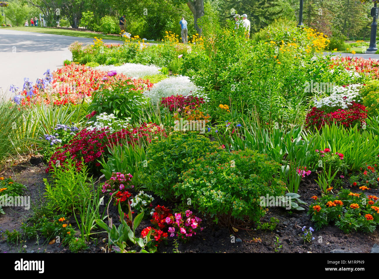 Blumenbeete in Princes Island Park, Calgary, Kanada Stockfoto