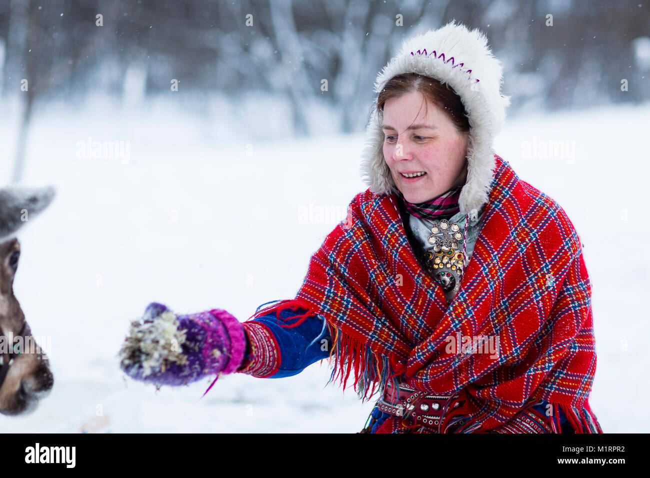 Skibotn, Norwegen. Sami Frau Fütterung ein Rentier. Stockfoto