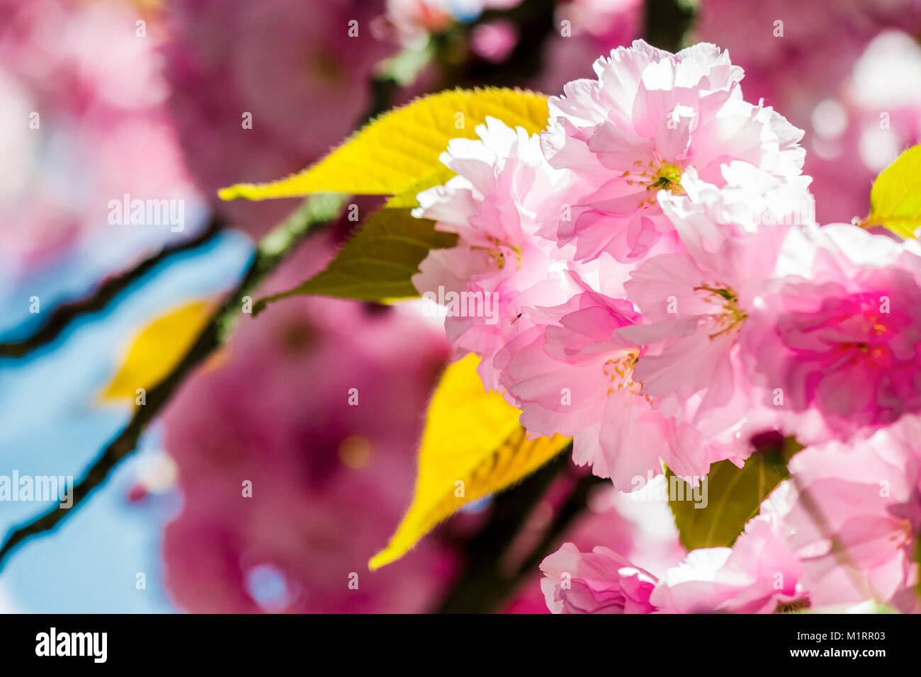 Schönen Frühling Hintergrund. Sakura Blumen blühen im Garten Stockfoto