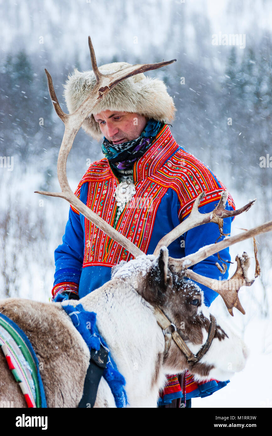 Skibotn, Norwegen. Sami Mann sein Rentier vorbereiten. Stockfoto