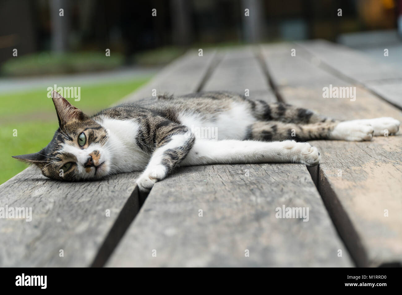Domestizierte Katze liegend auf einer Bank in Bonifacio Global City, Manila, Philippinen Stockfoto