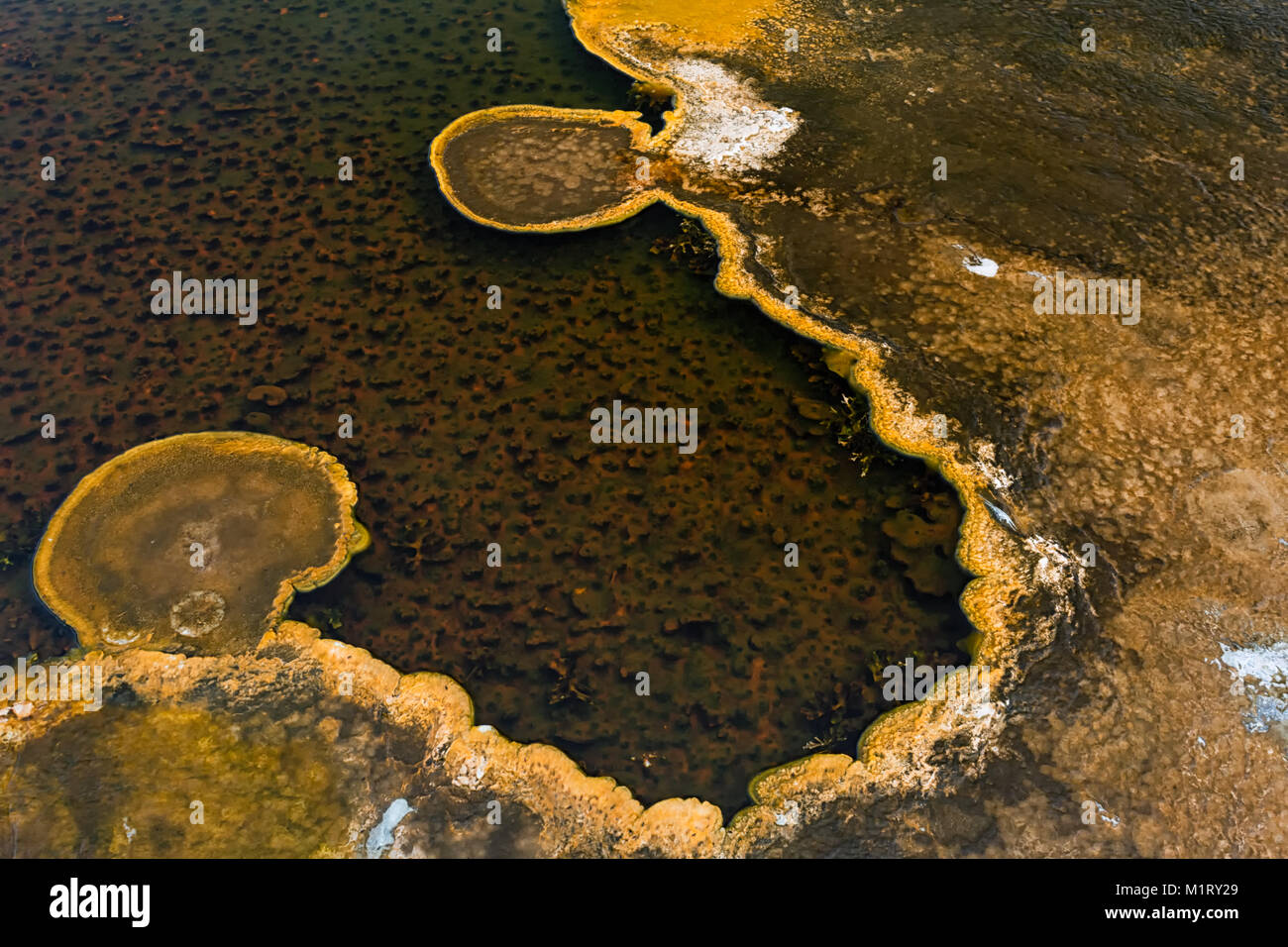 Algen liebt das heiße Wasser aus thermischen feed Federn und Wachsen heraus in das Wasser aus einem leicht tieferen Pool. Stockfoto
