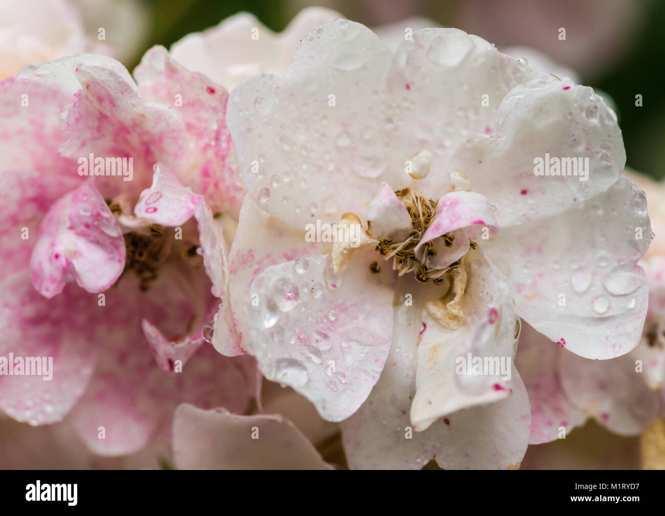 Eine Makroaufnahme eines nassen weiß wild Rose. Stockfoto