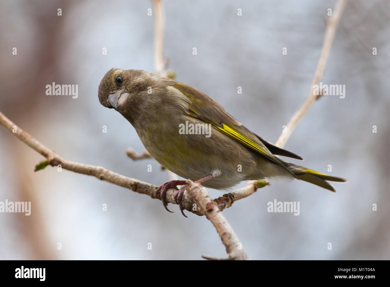 Erwachsene Männchen Grünfink, Carduelis chloris, in Baum gehockt, Großbritannien Stockfoto