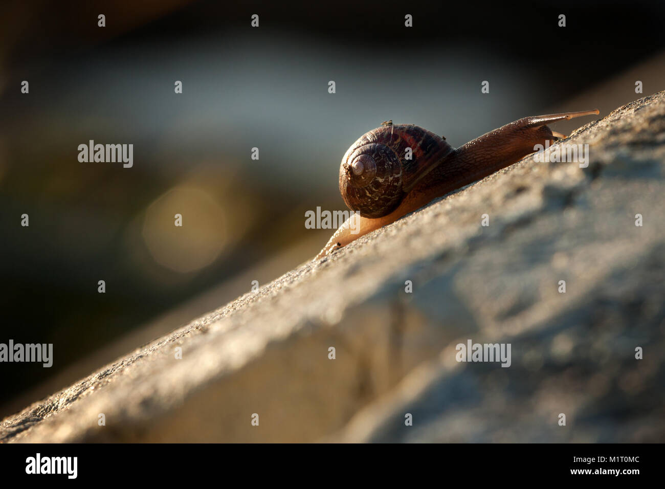 Schnecke Klettern Die Hügel, die bergauf Kampf Stockfoto