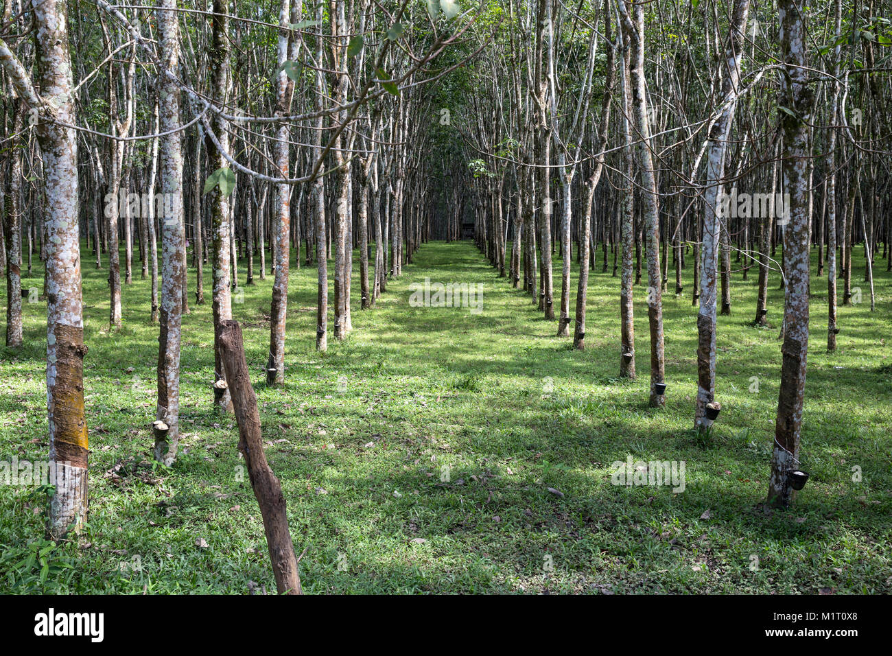 Rubber Plantation Insel Langkawi Malaysia Stockfotografie Alamy