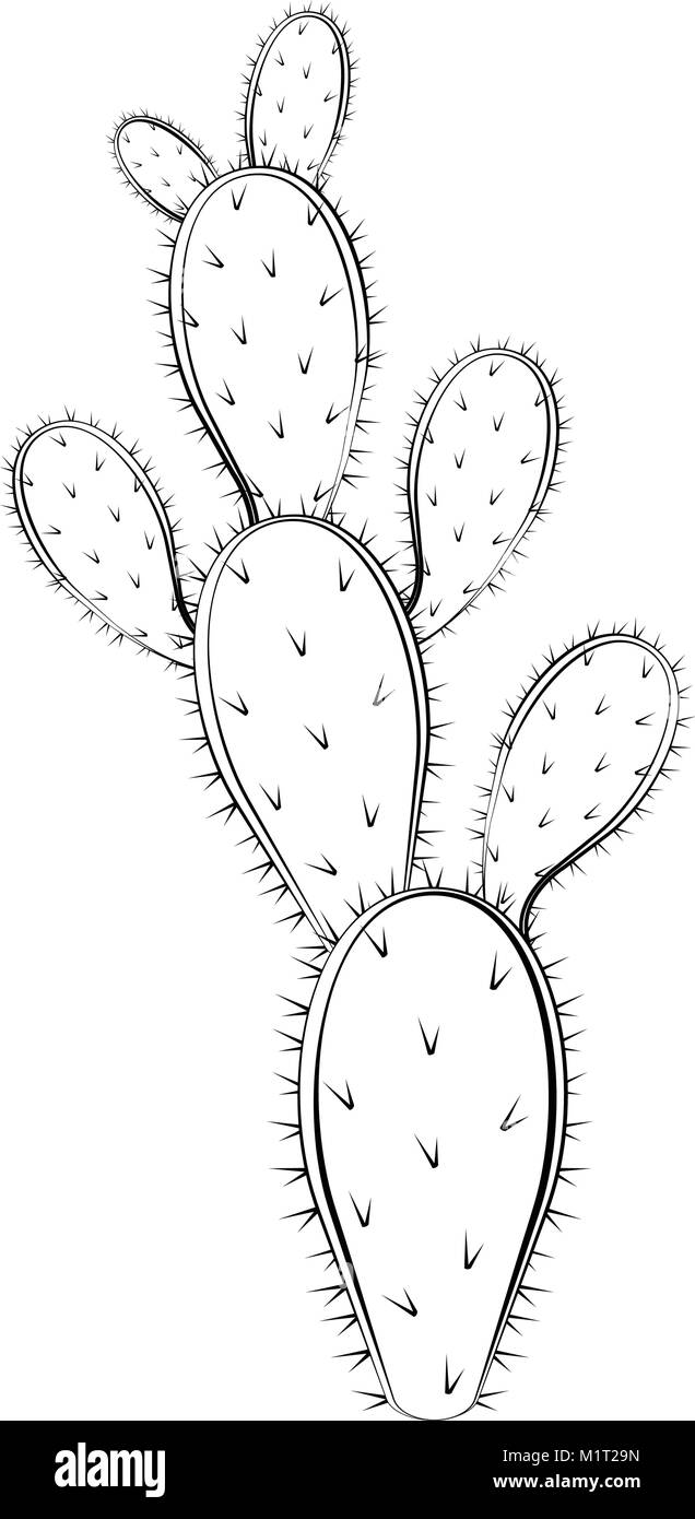 Skizze eines Kaktus Stock-Vektorgrafik - Alamy