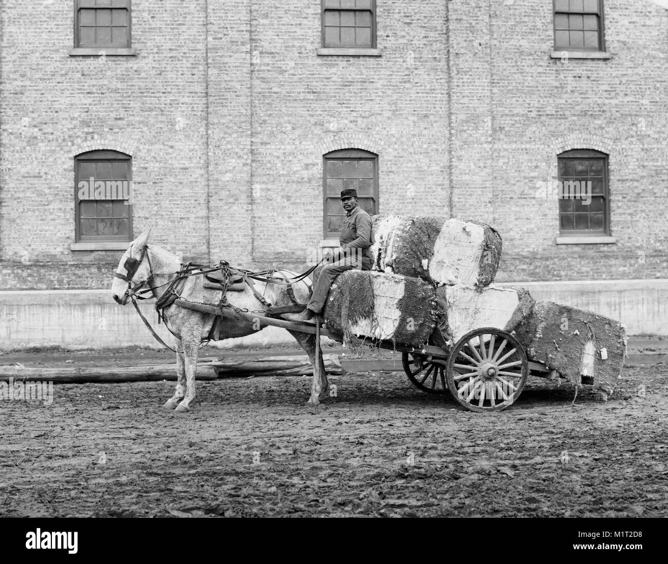 Mann und Baumwolle Warenkorb, Mobile, Alabama, USA, Edward H. Hart für Detroit Publishing Company, 1906 Stockfoto