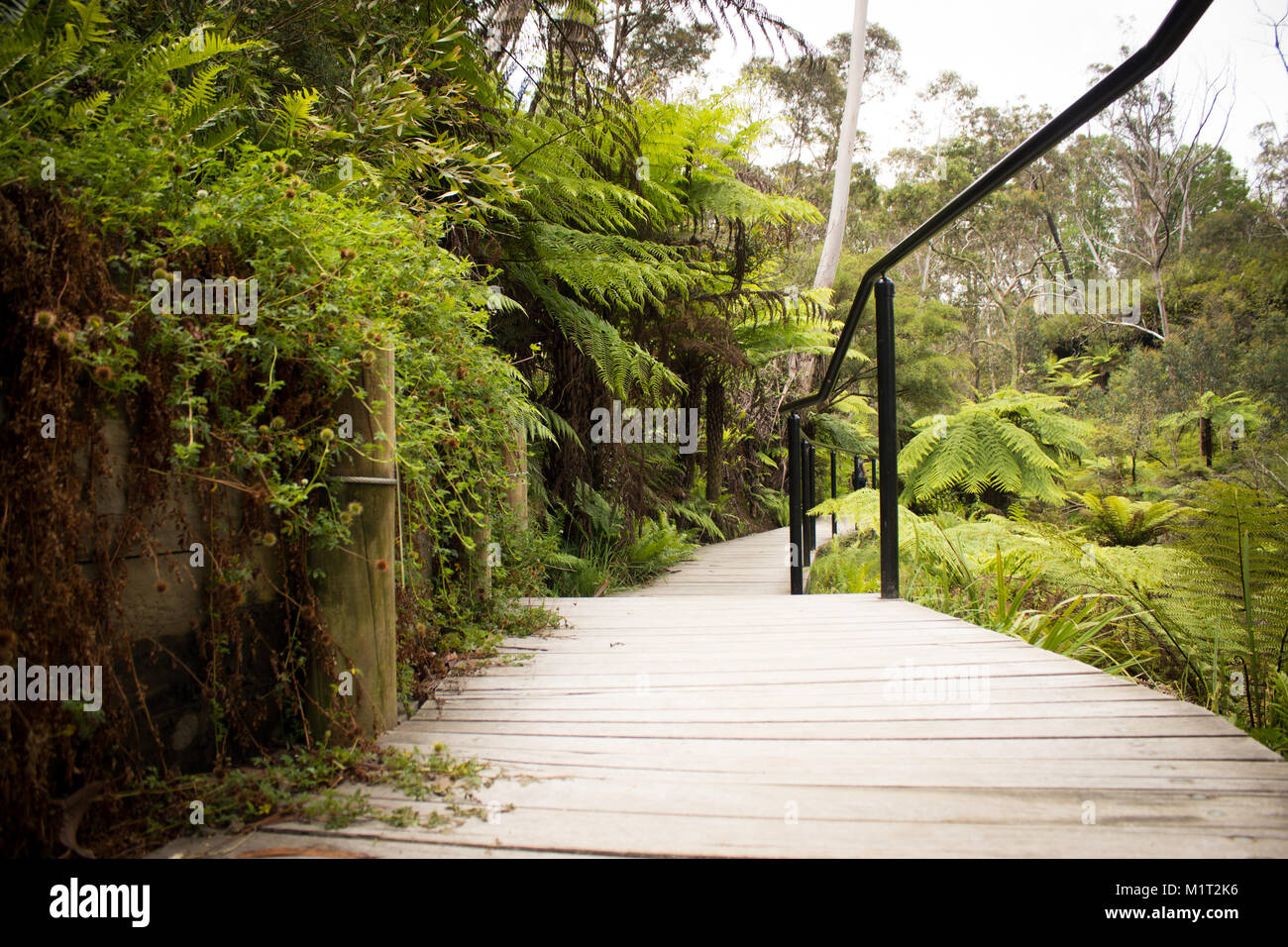 Gehweg in Scenic World in den Blue Mountains, die zu einem wunderschönen Wasserfall Stockfoto