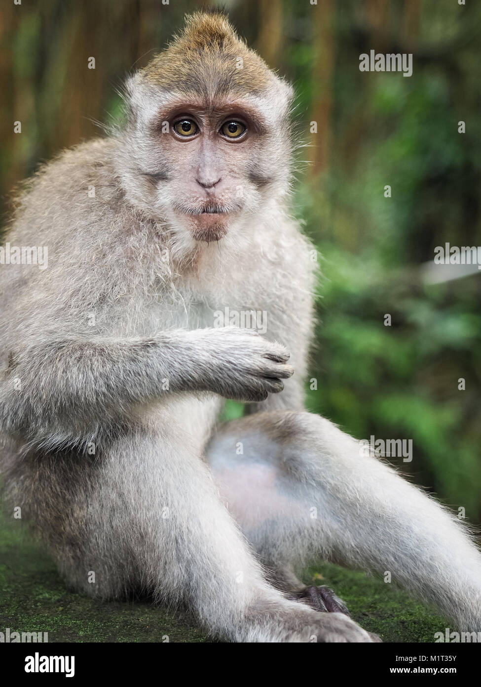 Monkey direkt auf der Kamera. Der Gesichtsausdruck des Tieres. Portrait von zuversichtlich und cocky Monkey macaque Stockfoto