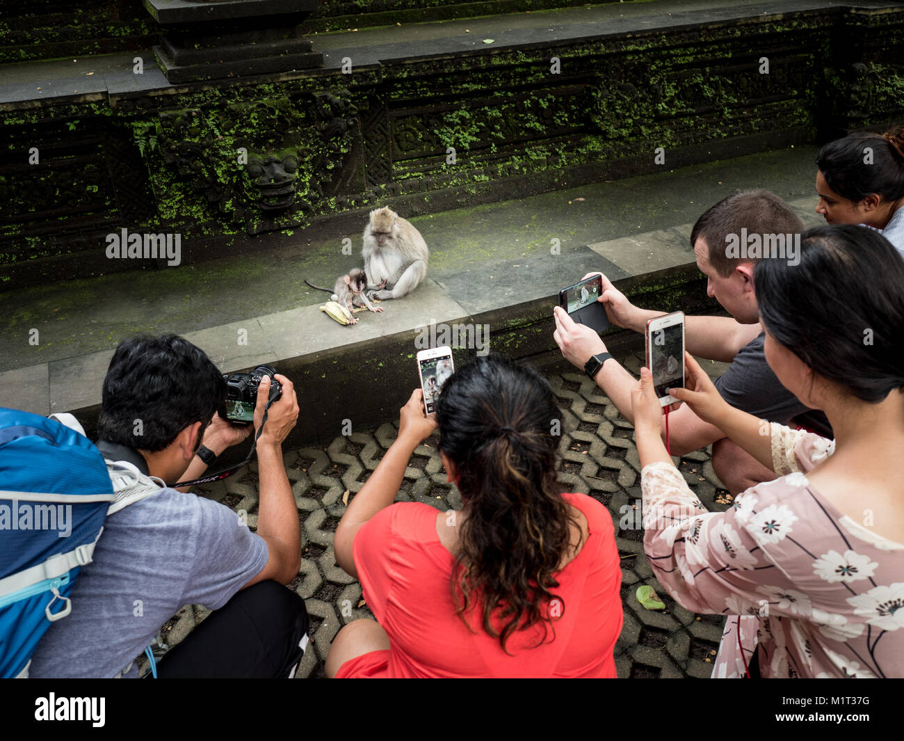 Eine Gruppe von geduckt internationale Touristen, die Bilder von einem Affen mit seinem Baby in der Heiligen Affenwald in Ubud. Bali Indonesien 27. Dezember 2017 Stockfoto