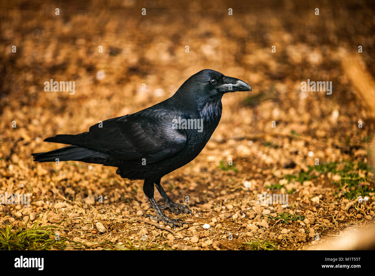 Porträt einer Krähe, eine der intelligentesten creacure auf der Ebene, in der Nähe von Stockfoto Porträt einer Krähe, eine der intelligentesten creacure auf der Ebene, in der Nähe von Stockfoto
