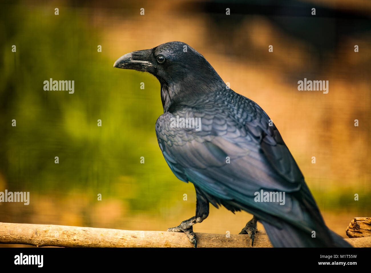 Porträt einer Krähe, eine der intelligentesten creacure auf der Ebene, in der Nähe von Stockfoto Porträt einer Krähe, eine der intelligentesten creacure auf der Ebene, in der Nähe von Stockfoto