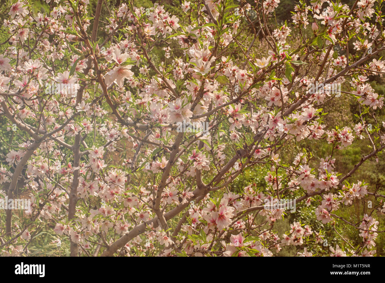 Gran Canaria, die Baranque de Guayadeque im Januar mit Mandelbäume in voller Blüte Stockfoto