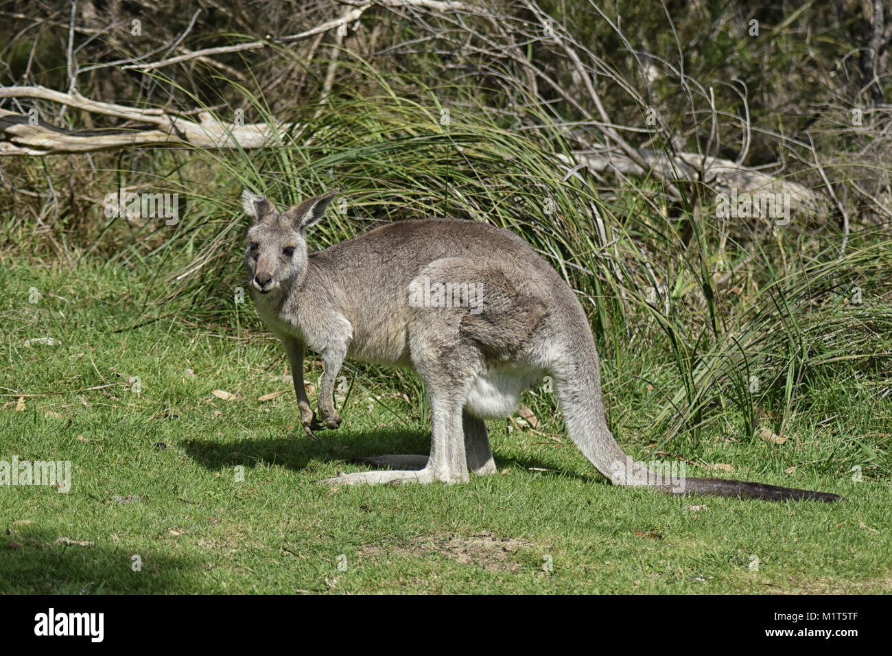 Eastern Grey Kangaroo (Macropus giganteus) Seite auf, mit Blick auf die Kamera Stockfoto