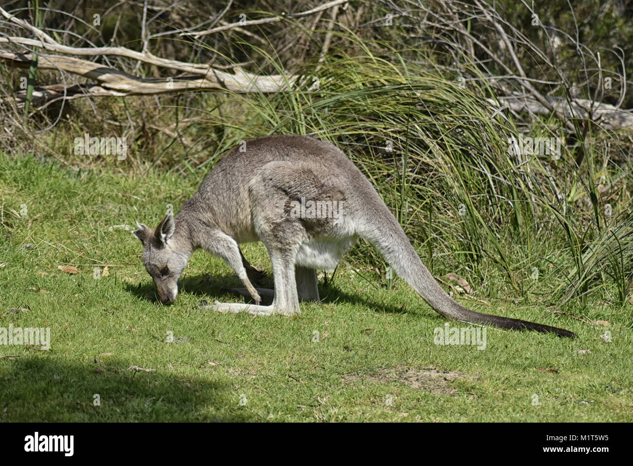 Eastern Grey Kangaroo (Macropus giganteus) Beweidung Stockfoto