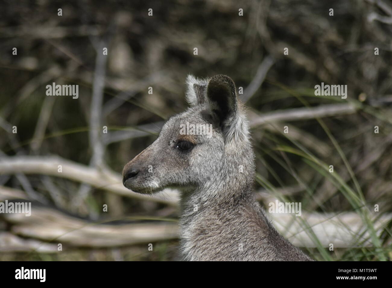 Eastern Grey Kangaroo (Macropus giganteus), Nahaufnahme, Seite, Ansicht von Kopf Stockfoto