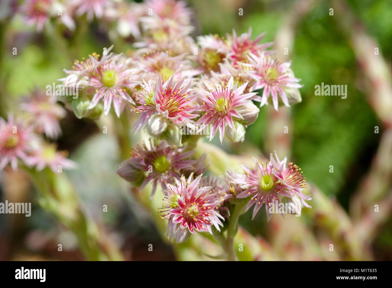 Hauswurz Sempervivum Pflanze, Rosie Stockfoto