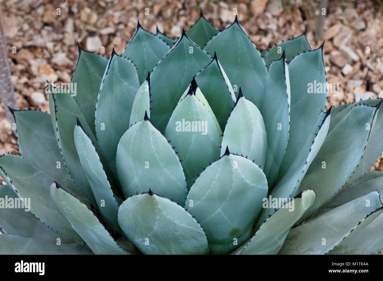 Agave parryi Stockfoto