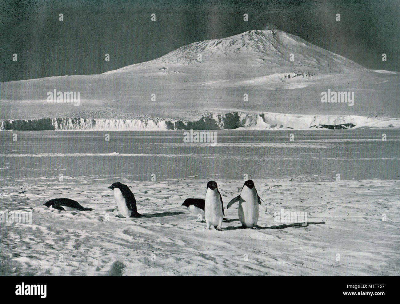 Pinguine am Mount Erebus, Ross Insel, Antarktis. Scott's letzte Expedition Stockfoto